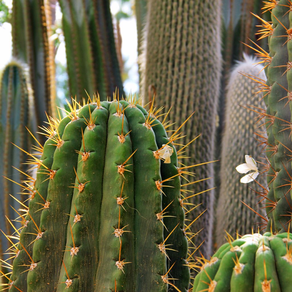 Trichocereus terscheckii - Cactus cierge