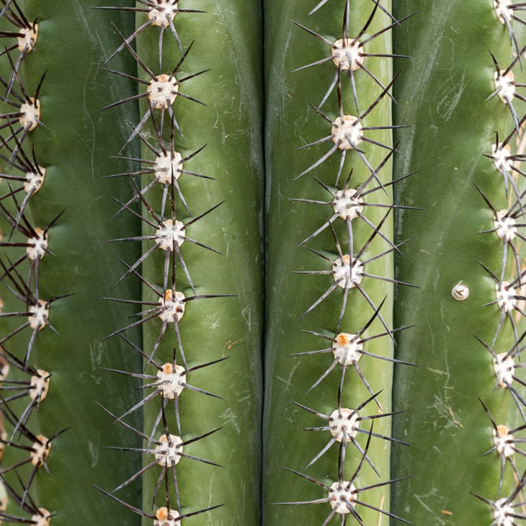 Trichocereus terscheckii - Cactus cierge