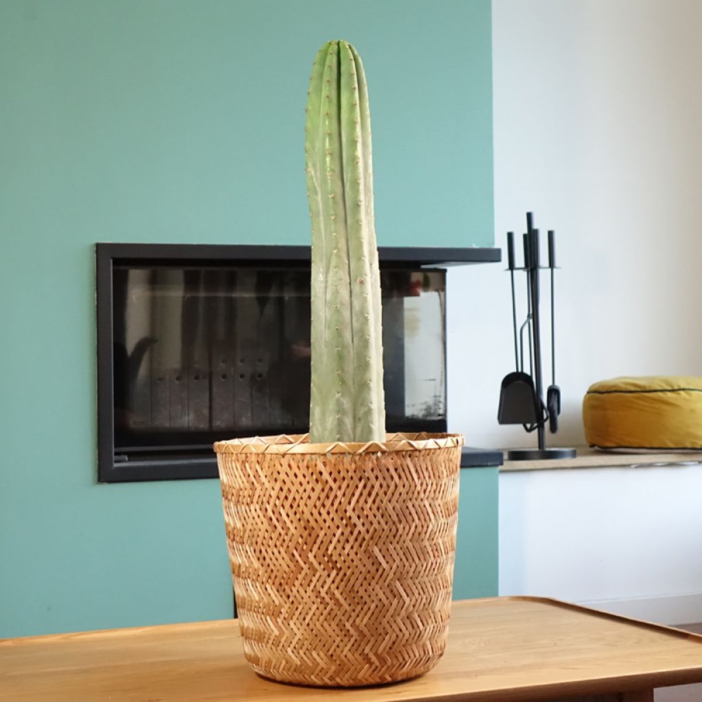 Cactus de San Pedro - Trichocereus pachanoi