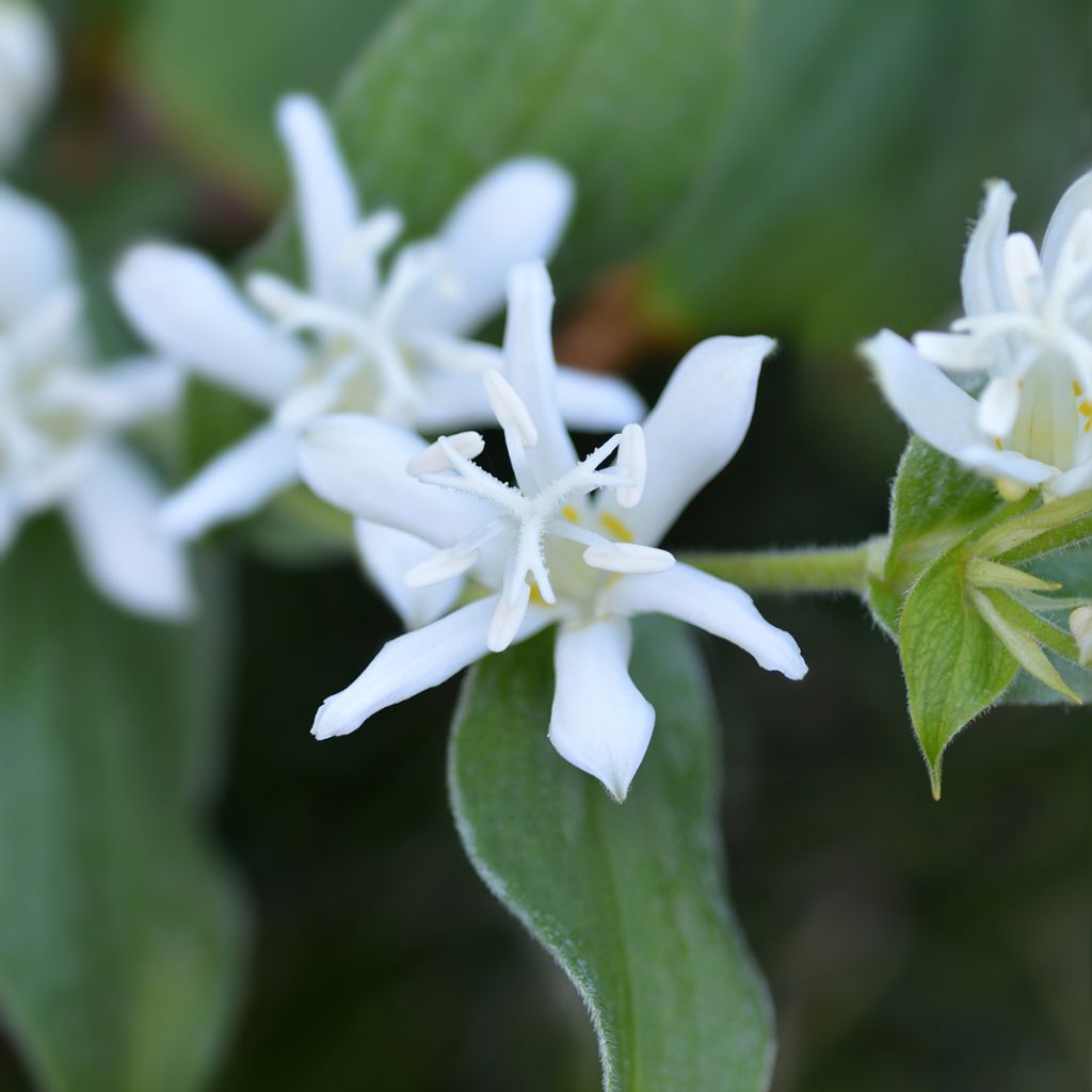 Lis Orchidée - Tricyrtis hirta Alba
