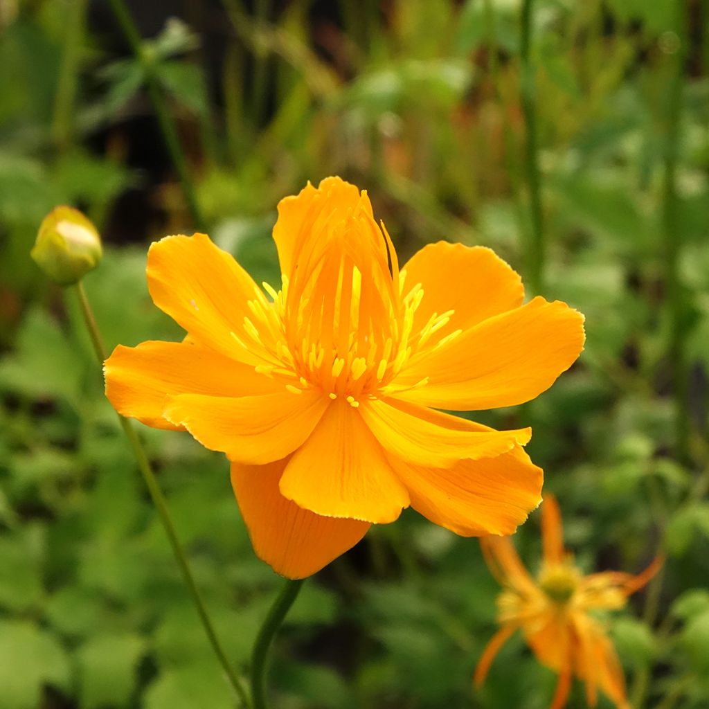 Trolle - Trollius chinensis Golden Queen
