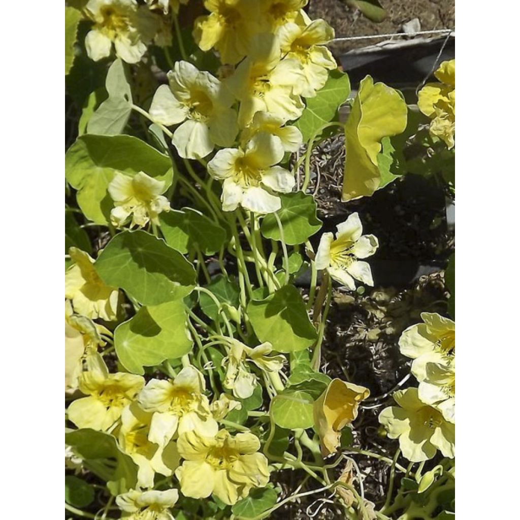 Graines de Capucine grimpante Moonlight - Tropaeolum lobbianum
