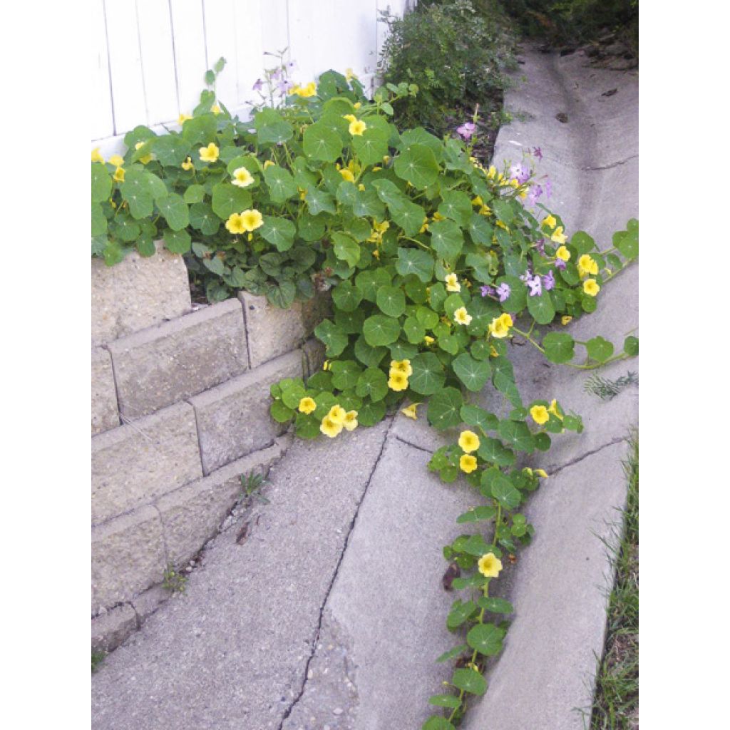 Graines de Capucine grimpante Moonlight - Tropaeolum lobbianum