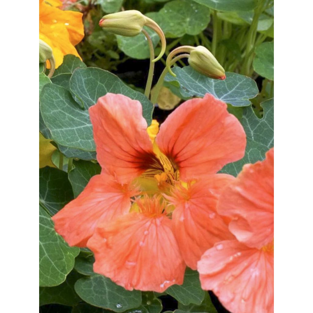 Graines de Capucine naine Salmon Baby - Tropaeolum majus 