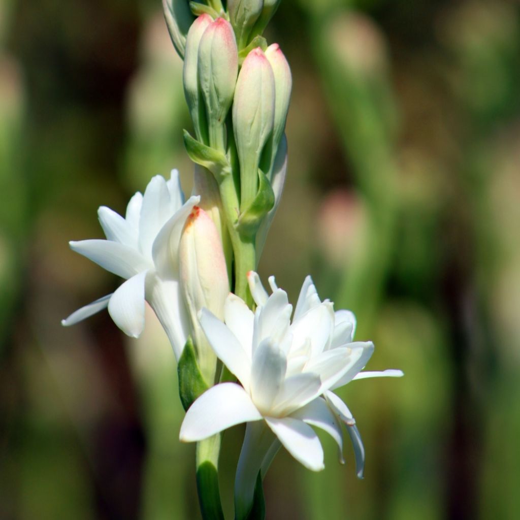 Polianthes tuberosa The Pearl - Tubéreuse Blanche Double La perle