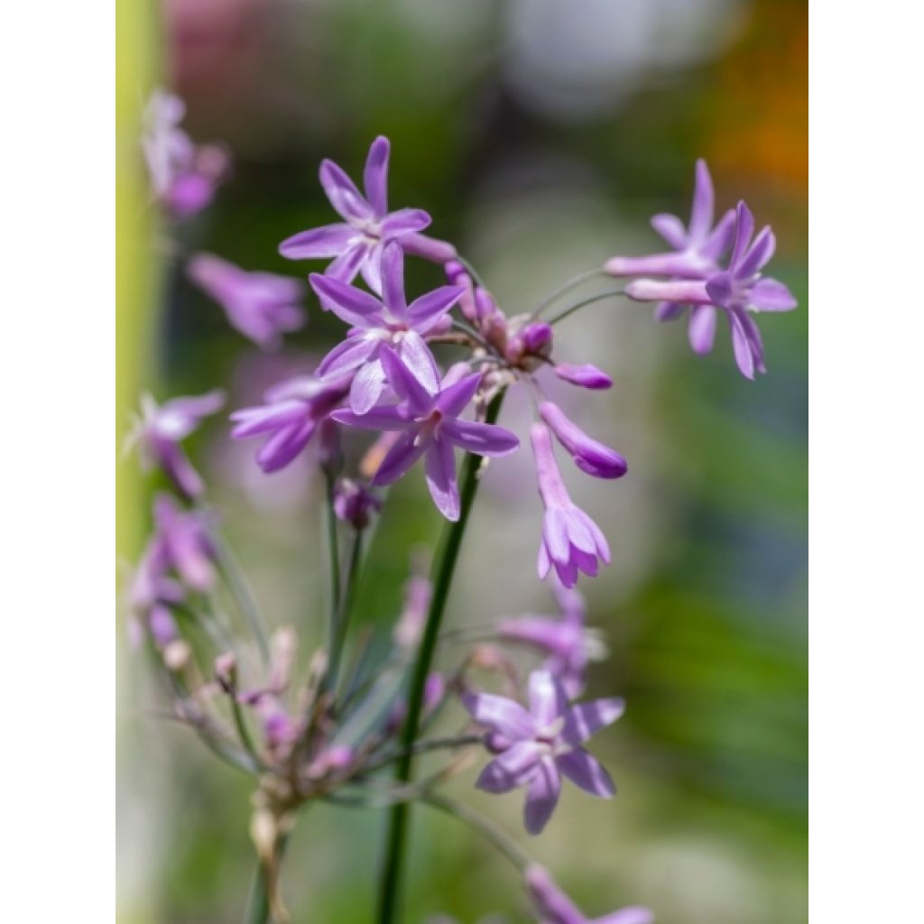 Tulbaghia violacea - Tulbaghie
