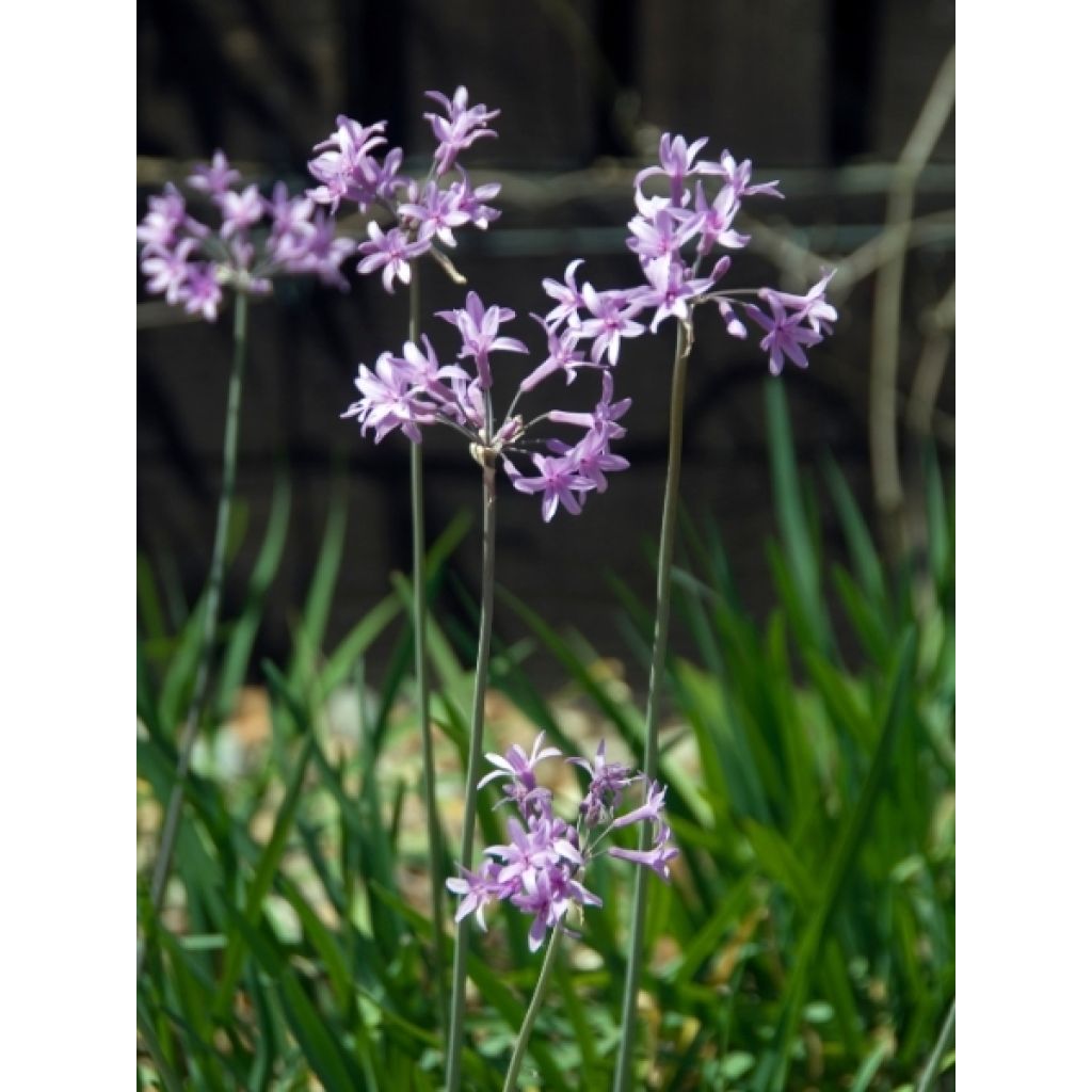Tulbaghia violacea - Tulbaghie