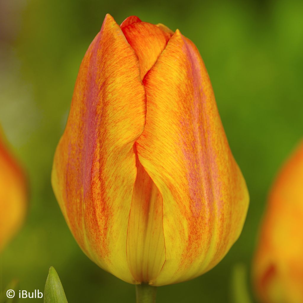 Tulipe simple hâtive General De Wet