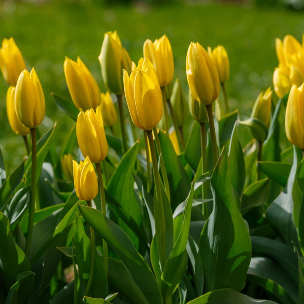 Tulipe Triomphe Bellona*