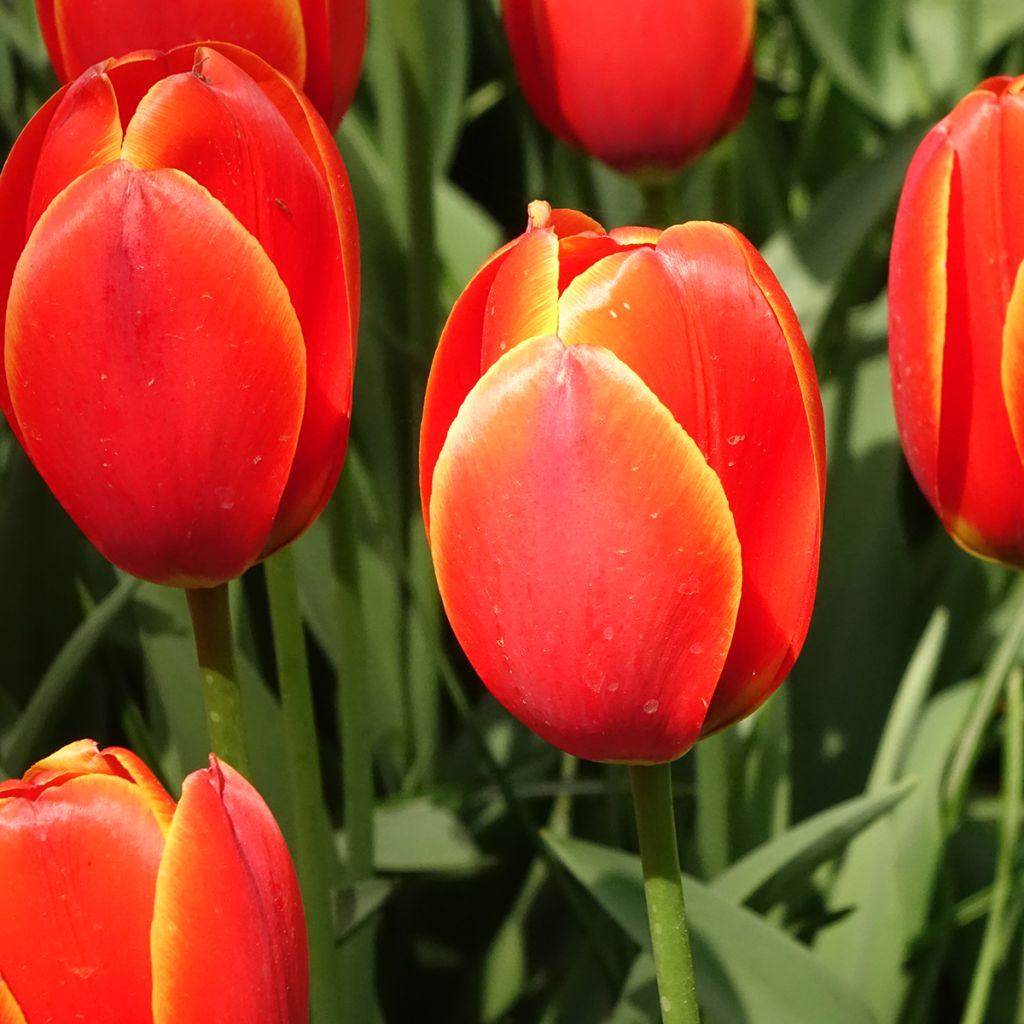 Tulipe Darwin World's Favourite