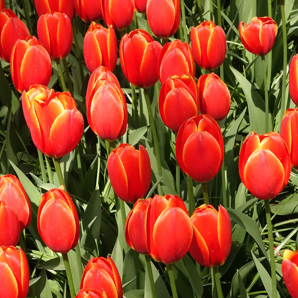 Tulipe Darwin World's Favourite