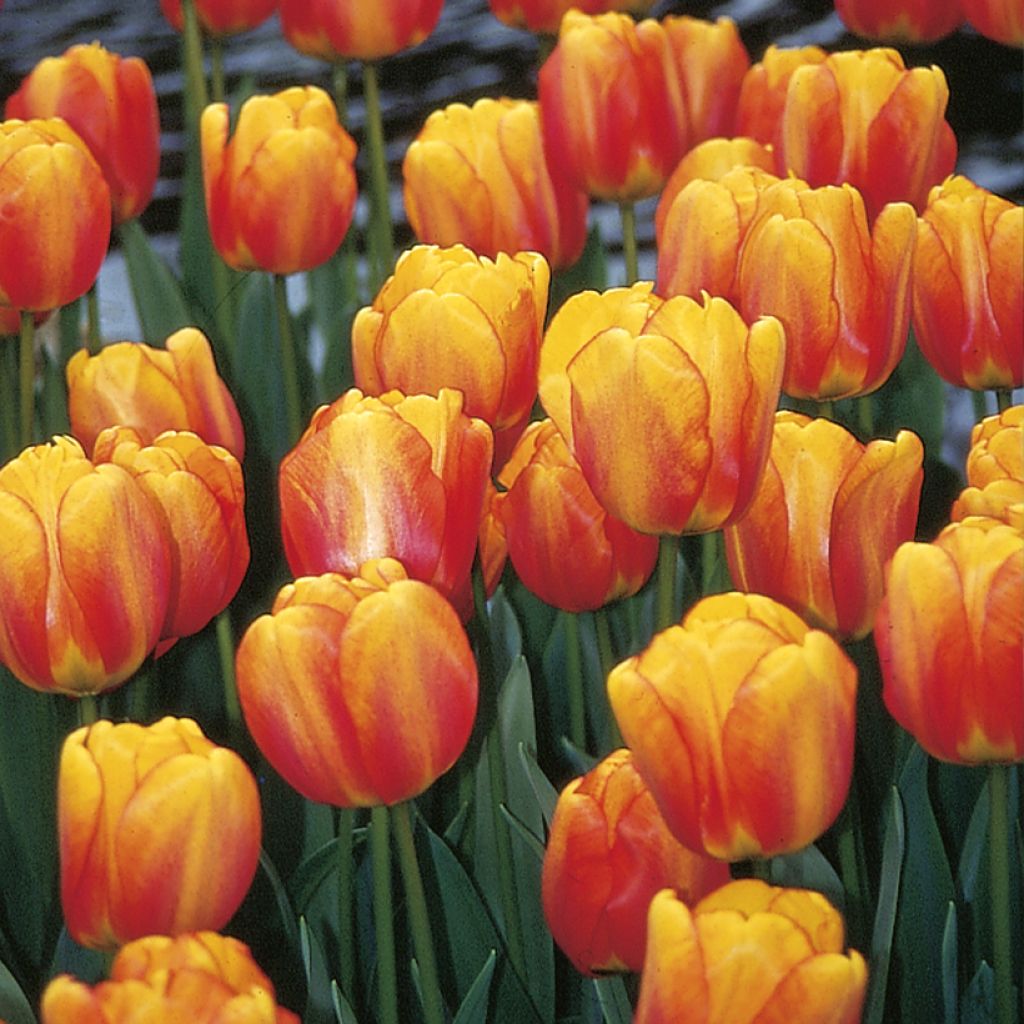 Tulipe Darwin Blushing Apeldoorn