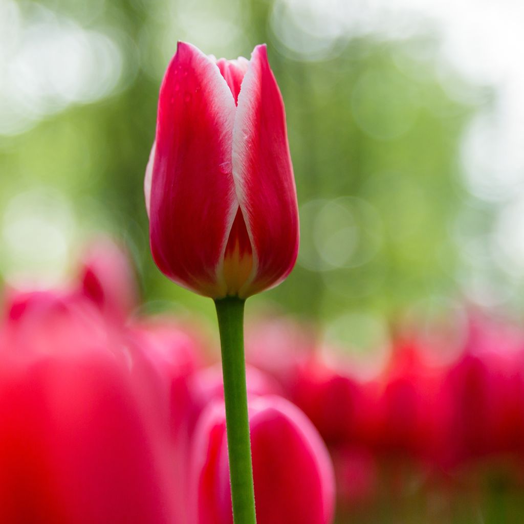 Tulipe Darwin Candy Apple Delight