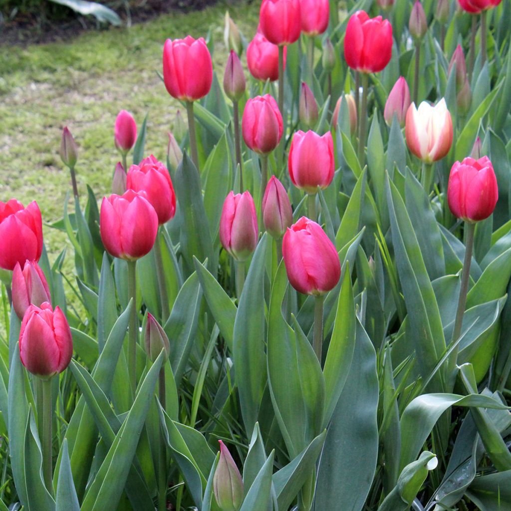 Tulipe Darwin Cherry Delight
