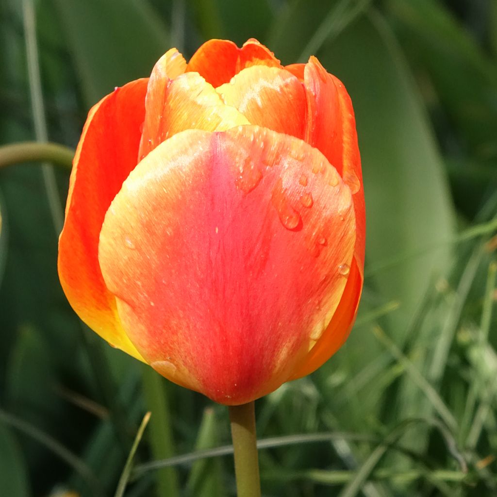 Tulipe Darwin Orange Lion