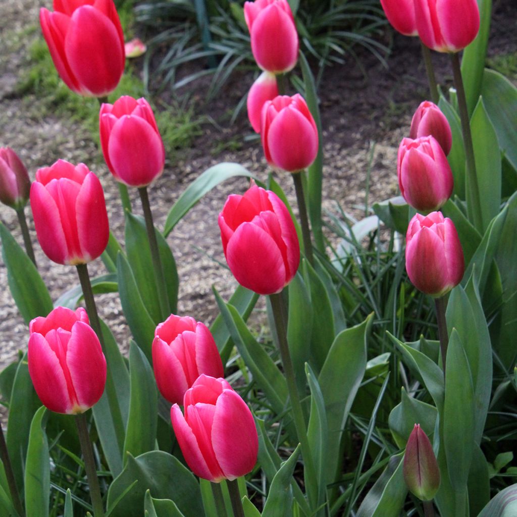 Tulipe Darwin Rosy Delight