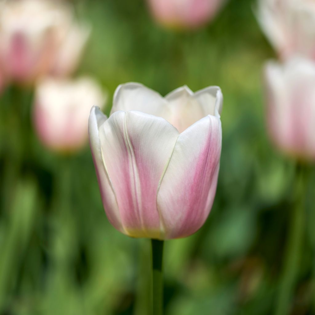 Tulipe Darwin Royal Pride