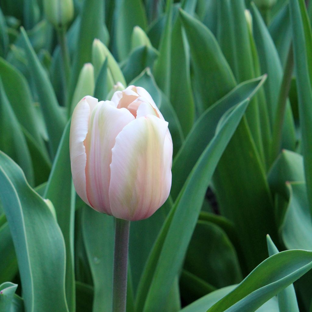 Tulipe Darwin Salmon Impression