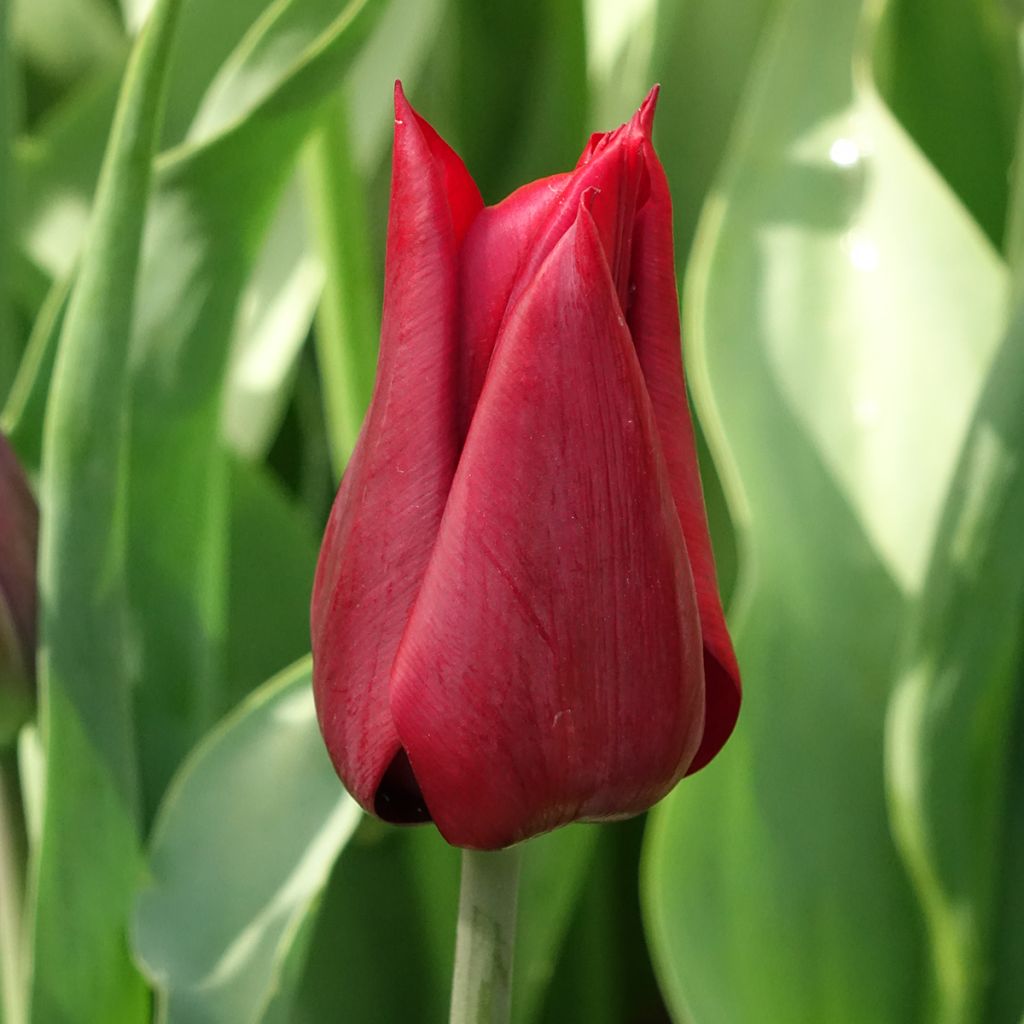 Tulipe Fleur de Lis Lasting Love