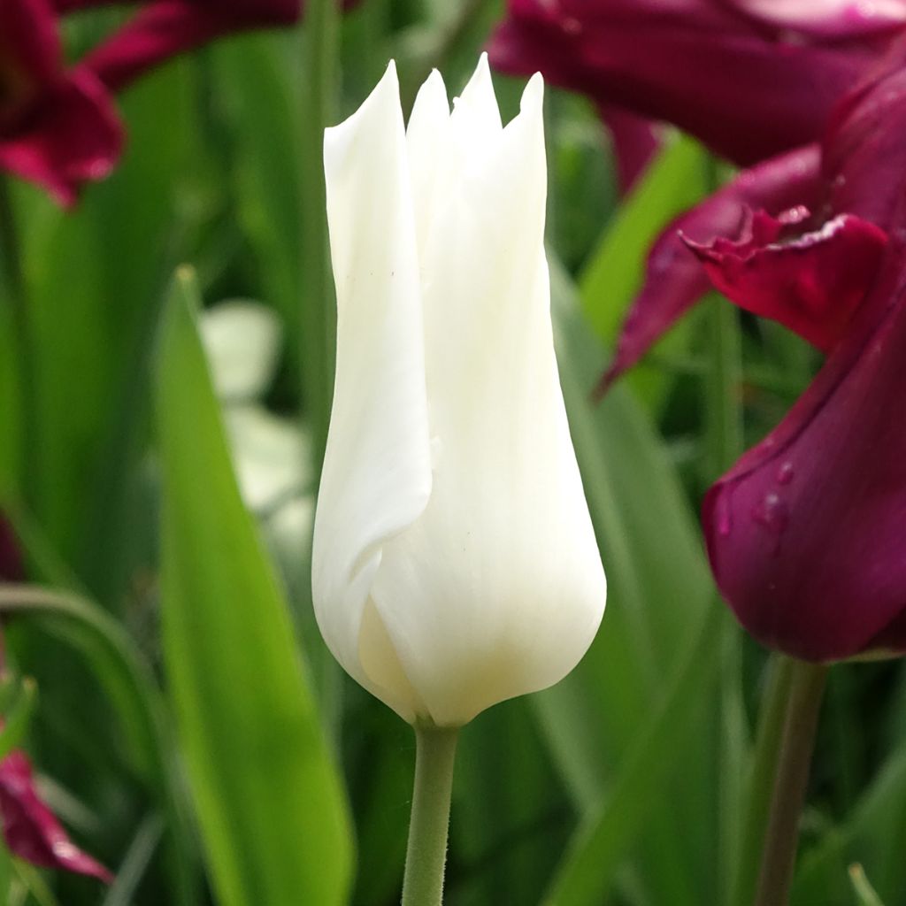 Tulipe Fleur de Lis White Triumphator