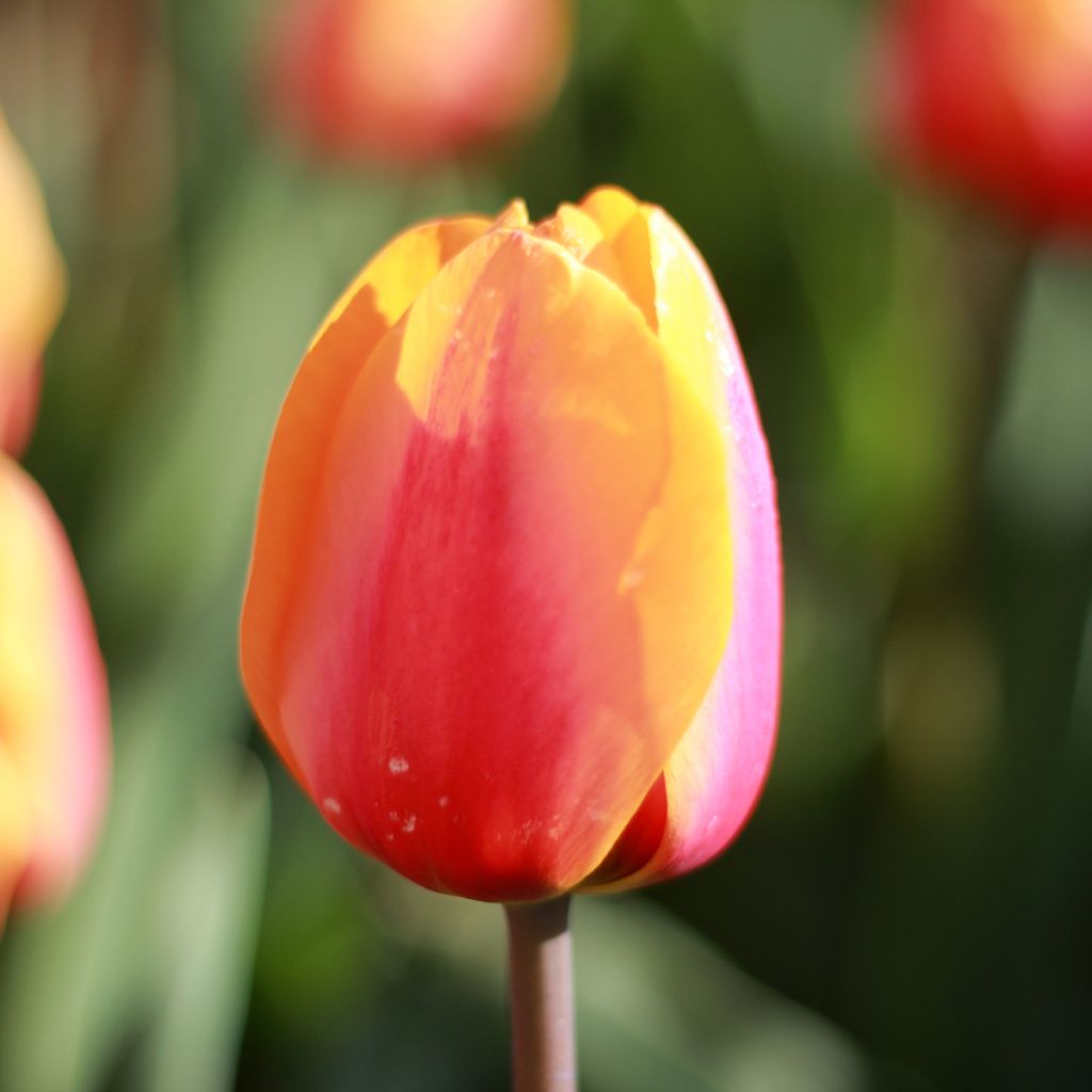 Tulipe Triomphe Apricot Favourite