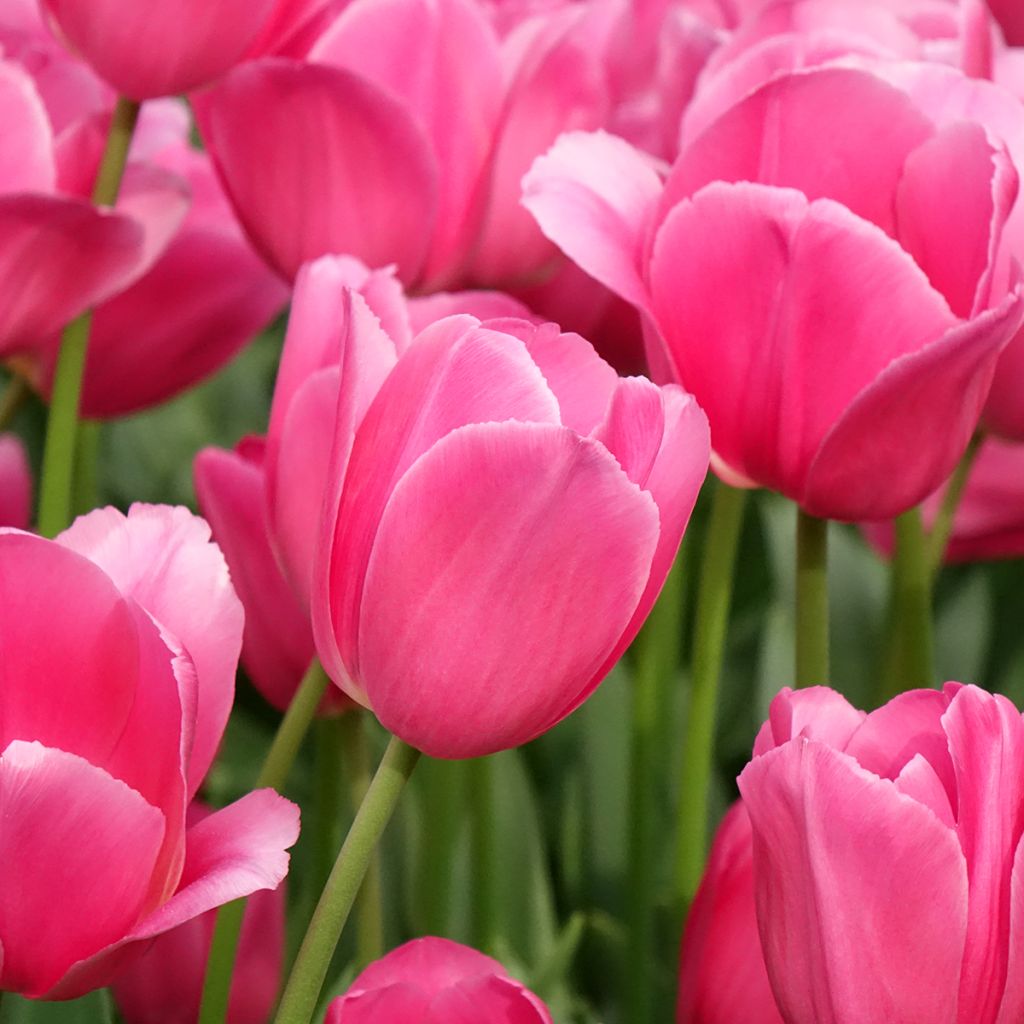 Tulipe Triomphe Barcelona