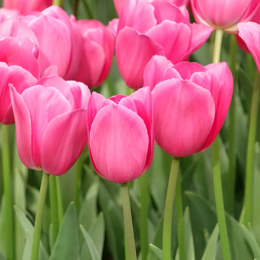Tulipe Triomphe Barcelona