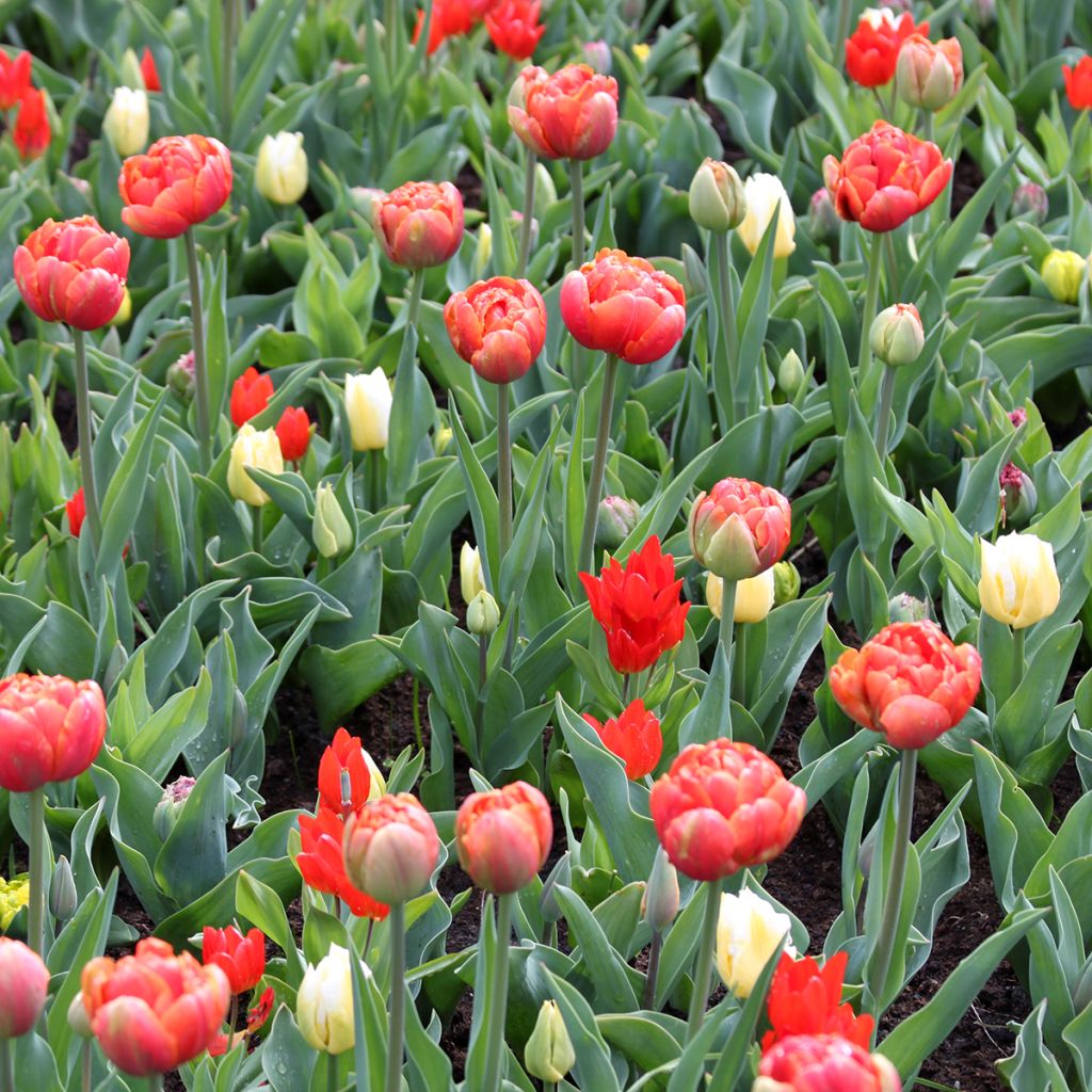 Tulipe Triomphe Calgary Flames