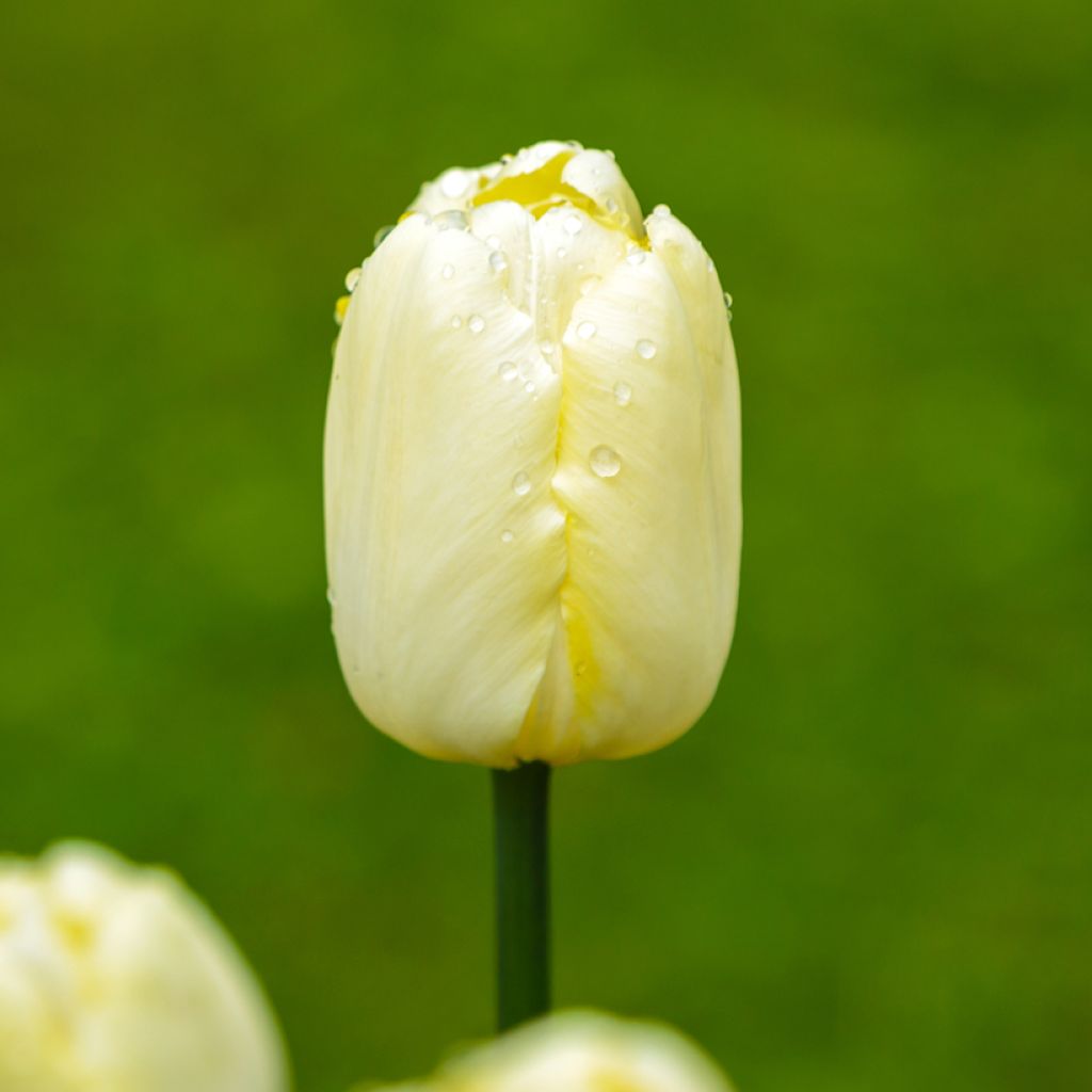 Tulipe Triomphe Creme Flag