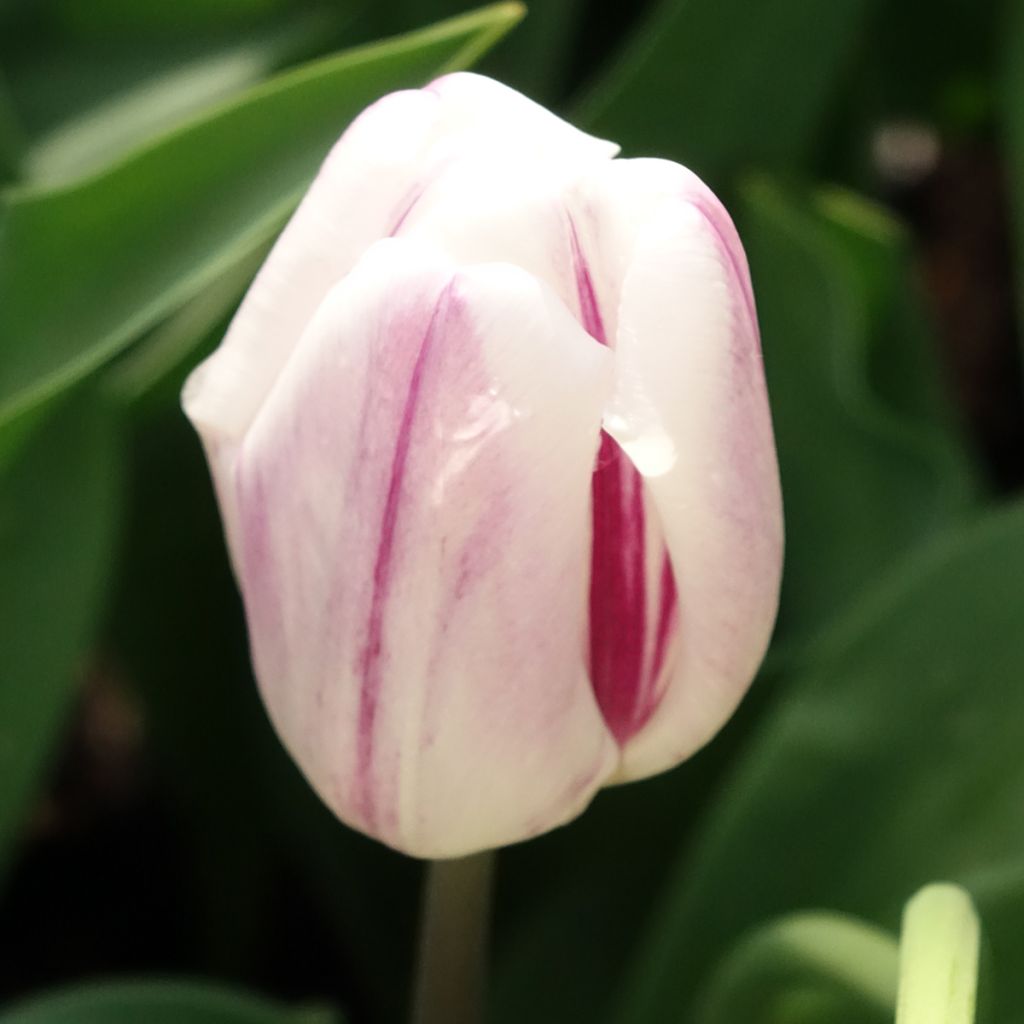 Tulipe Triomphe Flaming Flag