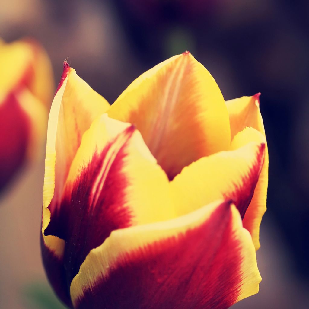 Tulipe Triomphe Gavota