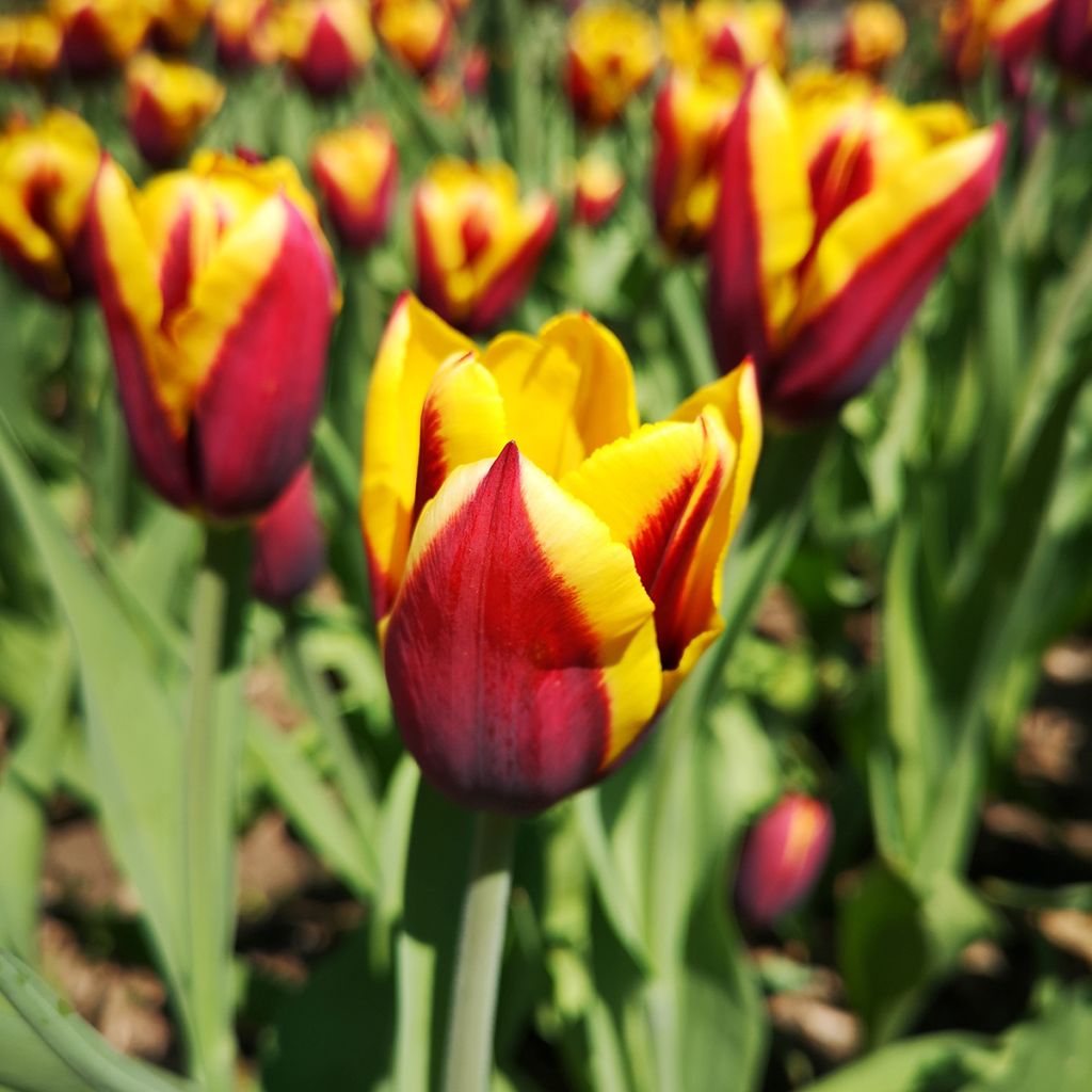 Tulipe Triomphe Kees Nelis
