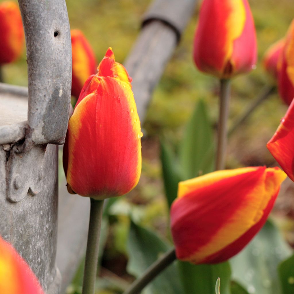 Tulipe Triomphe Kees Nelis