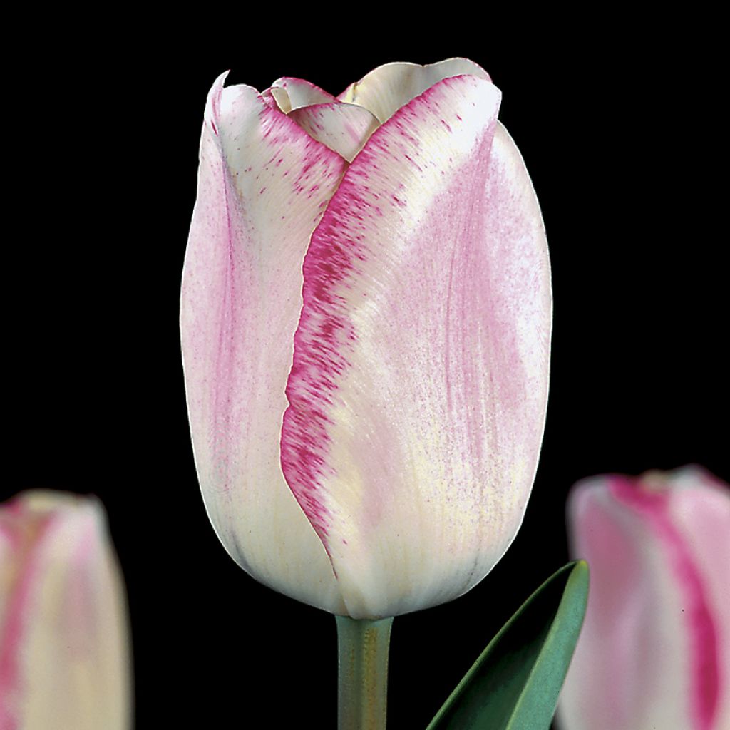 Tulipe Triomphe Mata Hari