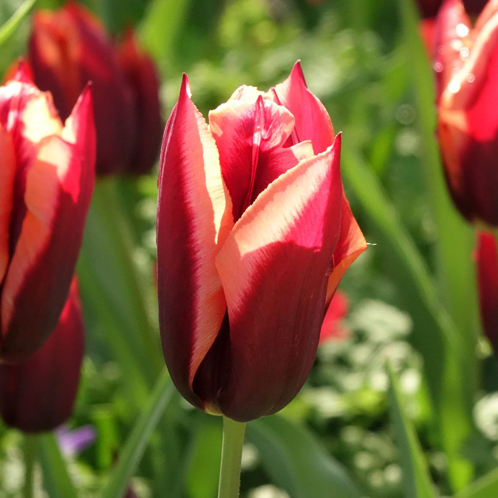 Tulipe Triomphe Muvota