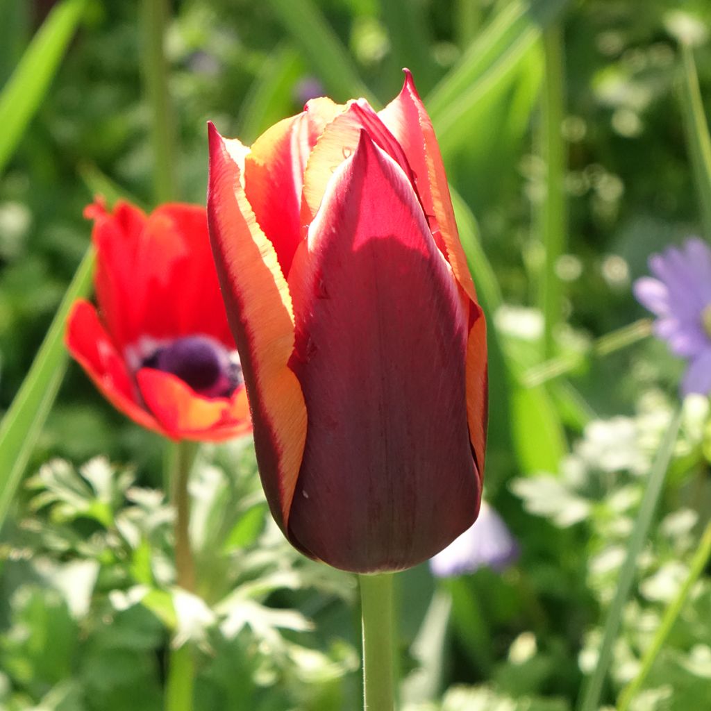 Tulipe Triomphe Muvota
