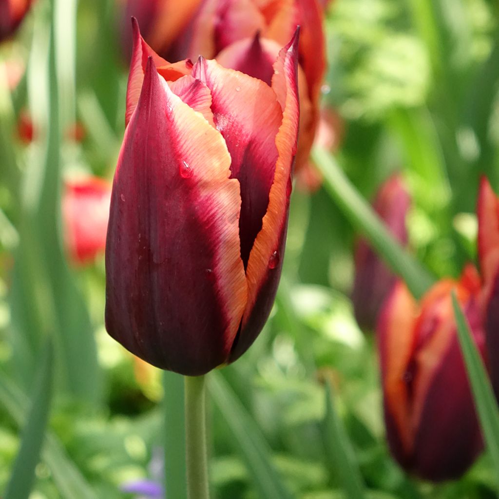 Tulipe Triomphe Muvota