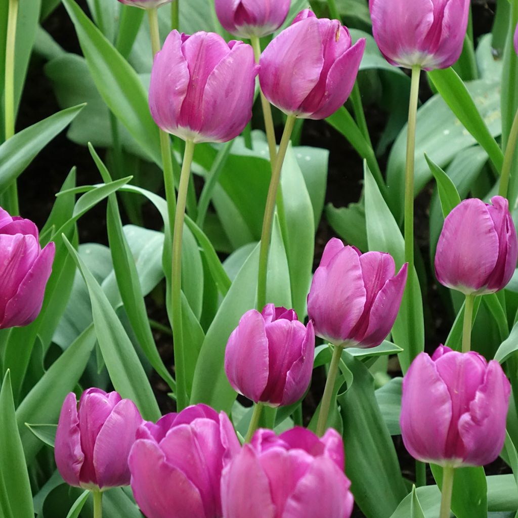 Tulipe Triomphe Négrita
