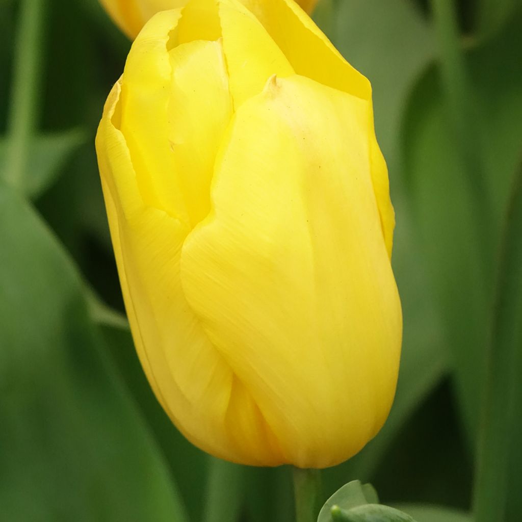 Tulipe Triomphe Strong Gold
