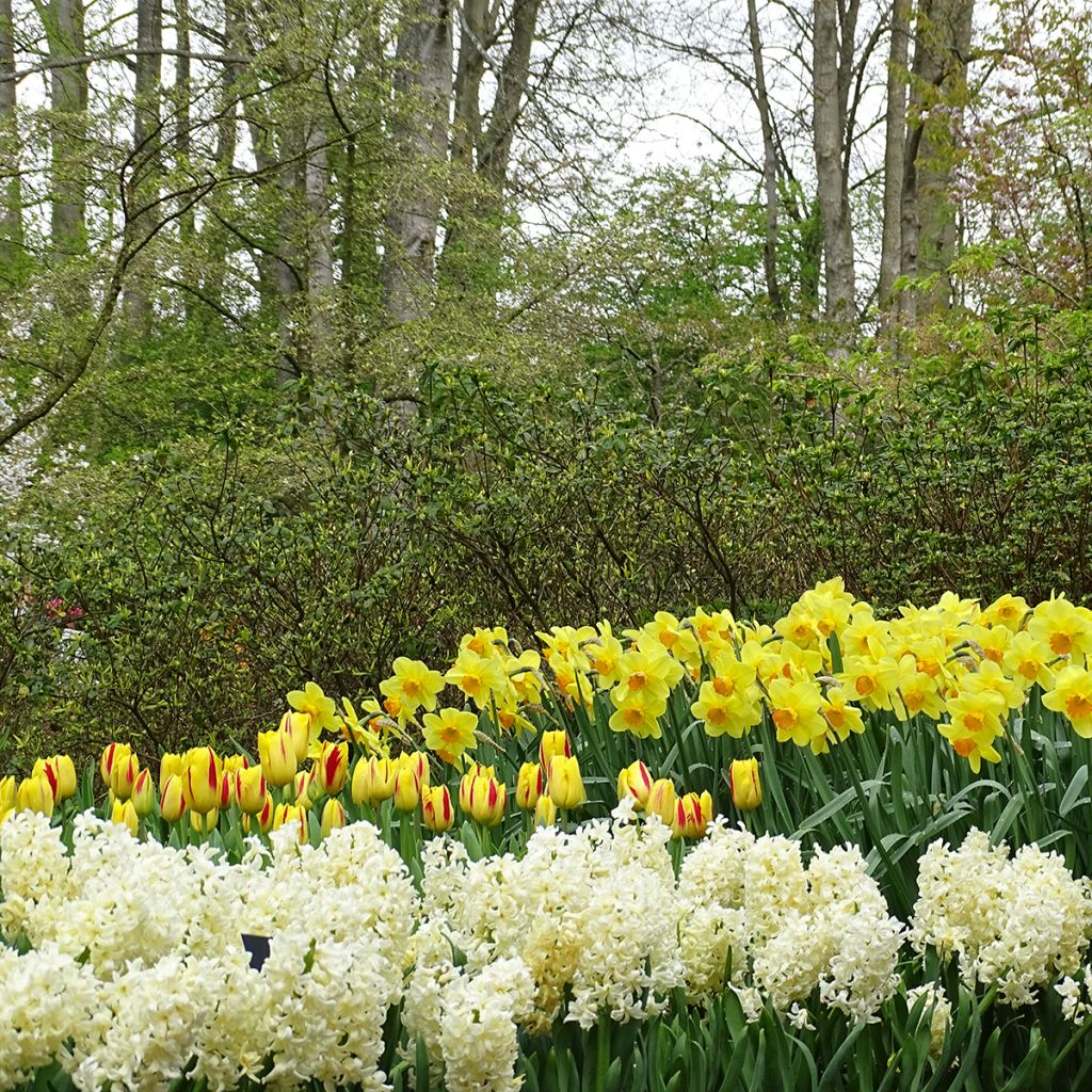 Tulipe Triomphe Washington