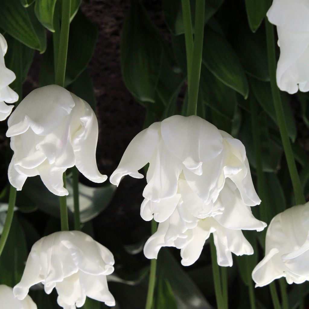 Tulipe Triomphe White Liberstar