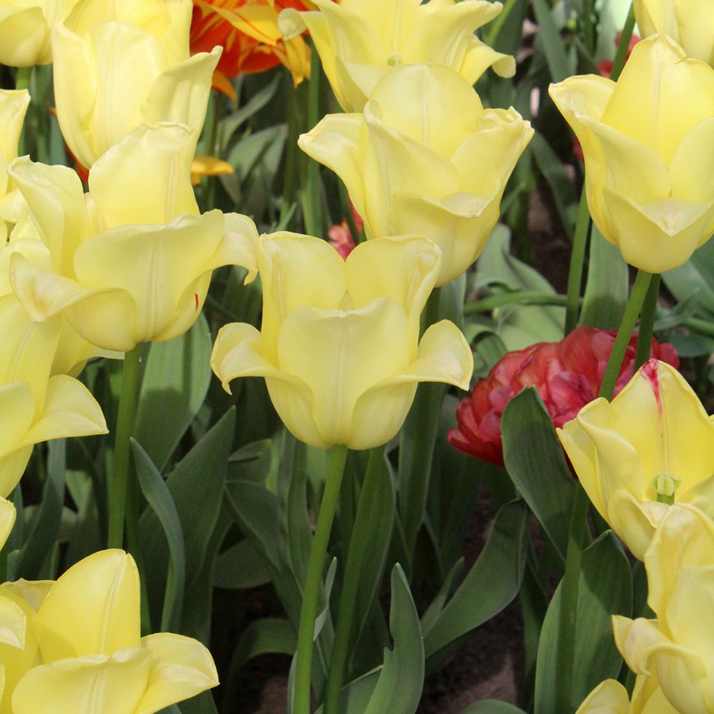 Tulipe Triomphe World Friendship