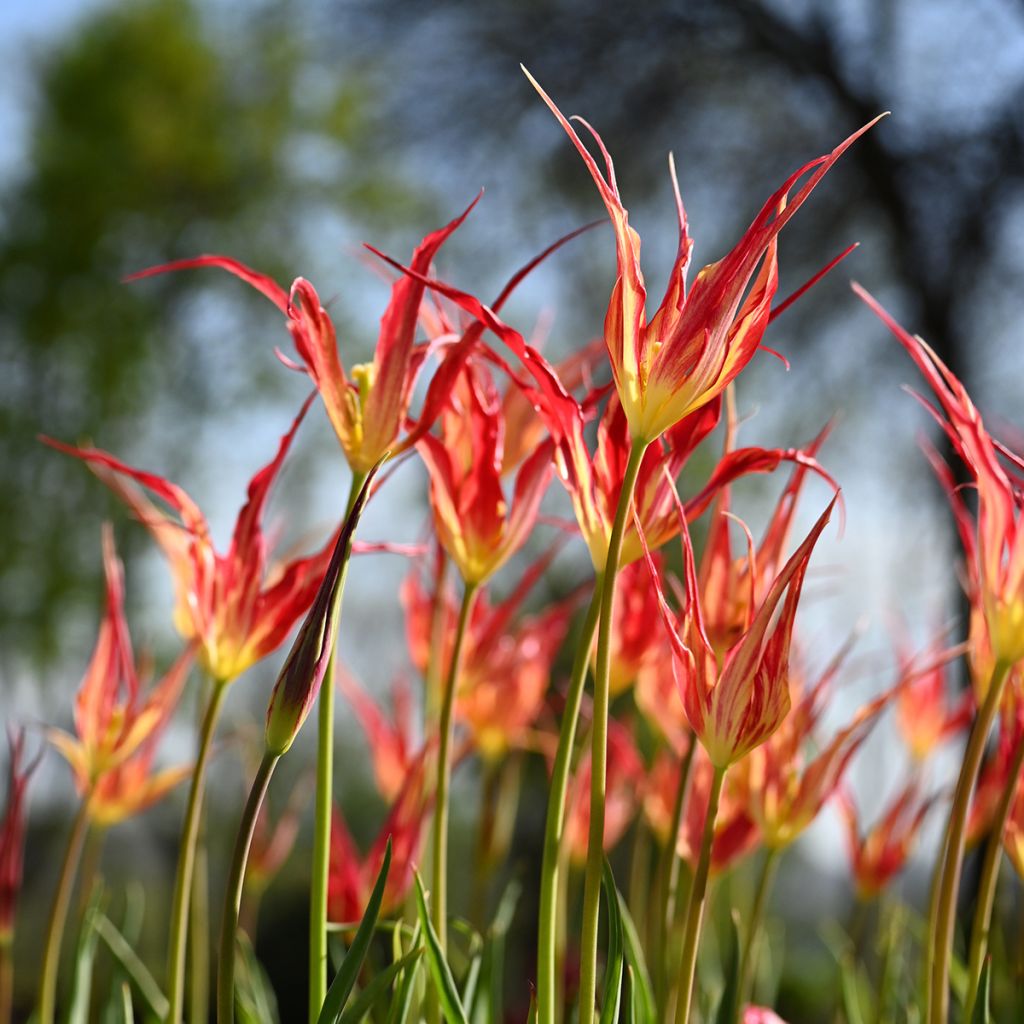 Tulipe botanique acuminata - Tulipe cornue