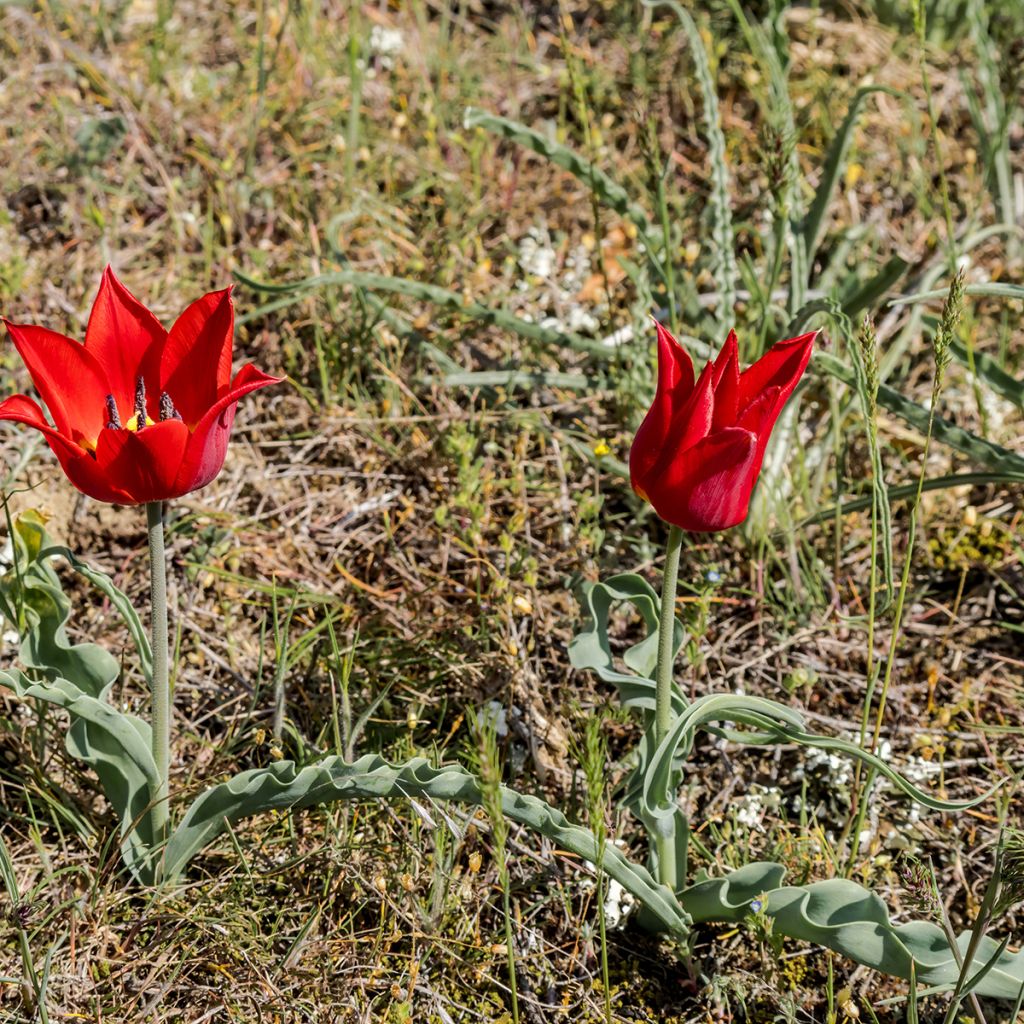 Tulipe botanique eichleri