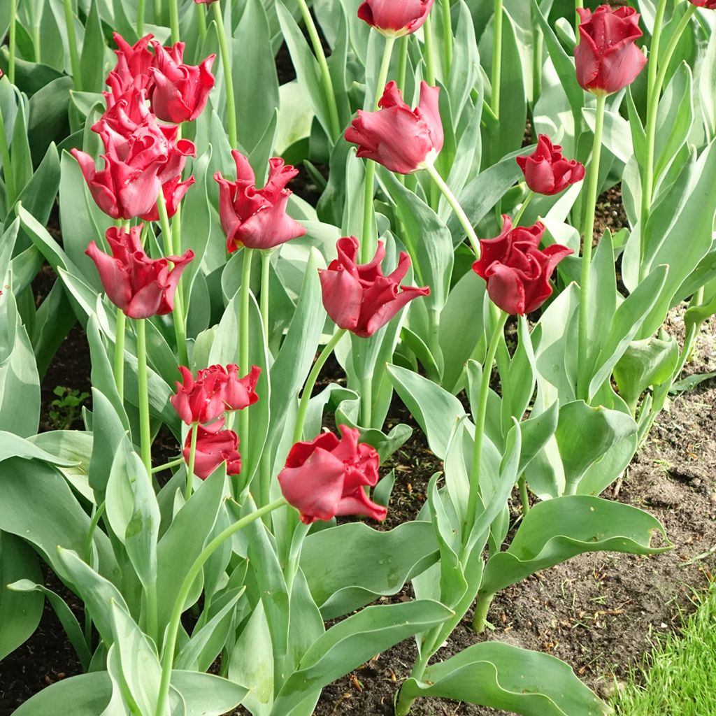 Tulipe couronne Red Dress