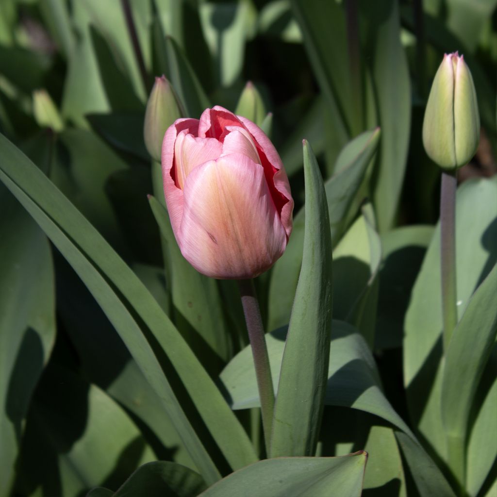 Tulipe de Darwin Pink Impression
