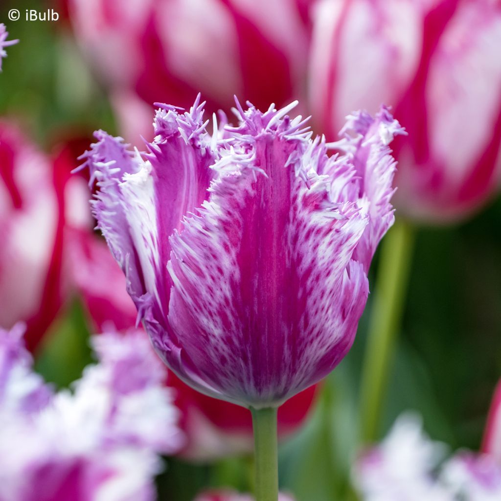 Tulipe dentelée Purple Circus