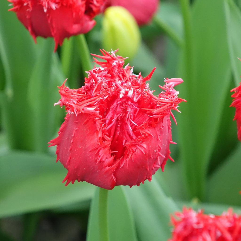 Tulipe dentelée Barbados