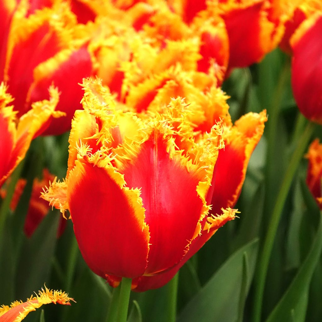 Tulipe dentelée Fabio
