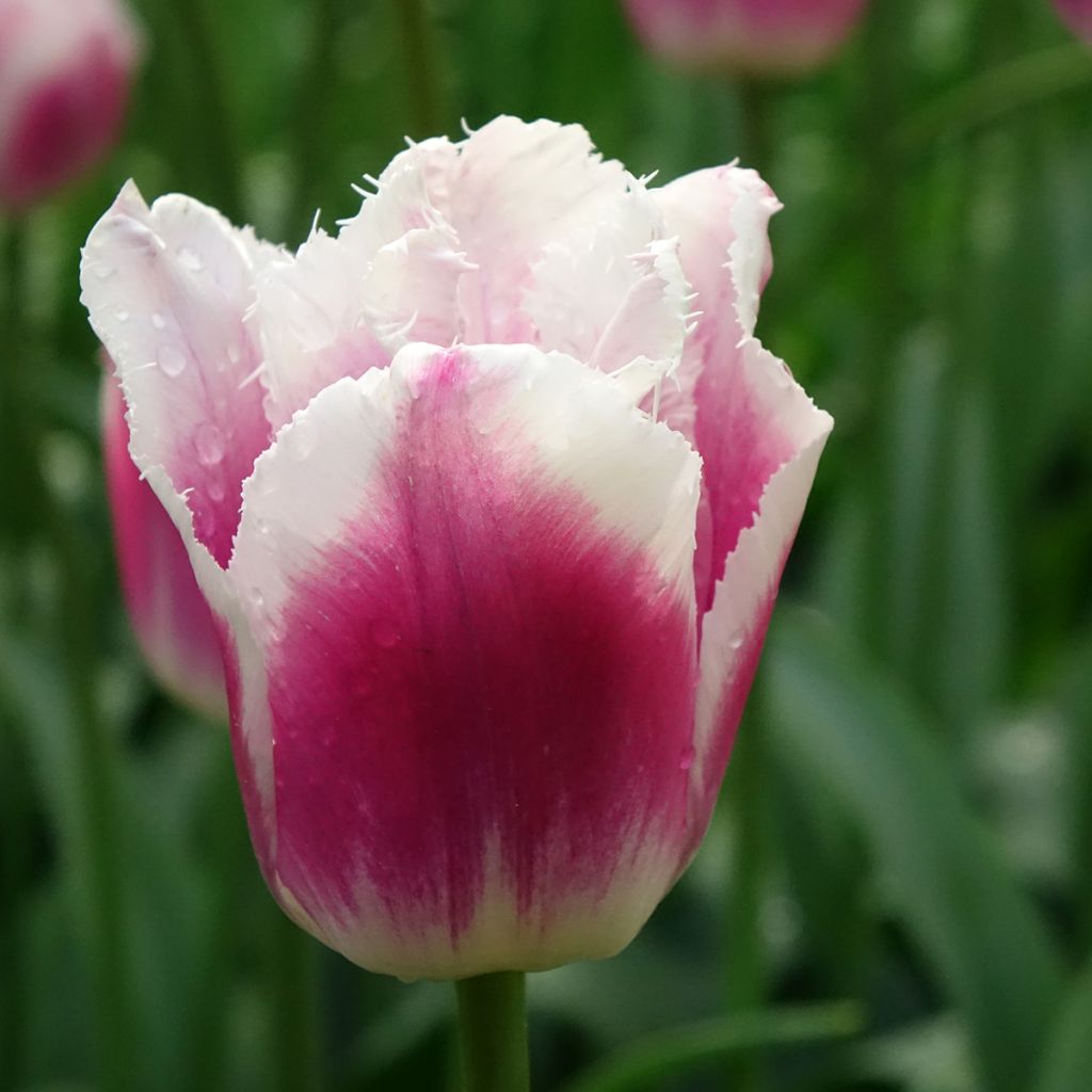 Tulipe dentelée Siesta